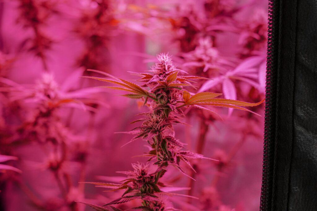 Insider Tips for Urban Growers